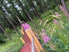 -塞罕坝国家级自然保护区