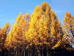 -塞罕坝国家级自然保护区