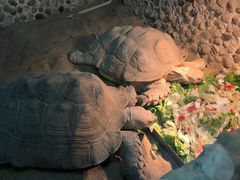 -上海大自然野生昆虫馆(东方明珠·爬宠昆虫探索中心)