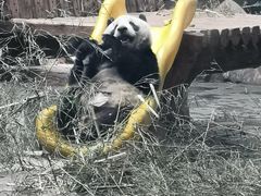 -石家庄市动物园