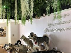 -Husky Go! 哈士奇体验馆·宠物咖啡厅狗咖