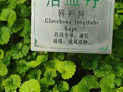 -广州神农草堂中医药博物馆