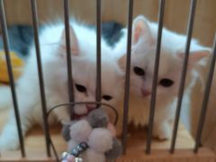 -山宅一喵德文卷毛猫舍