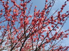 -湖南嵩云山国家森林公园