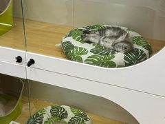 -青奢宠物·青奢猫舍