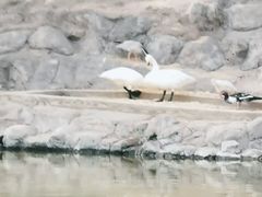 -大青山野生动物园