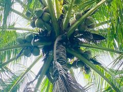 -西双版纳傣族园