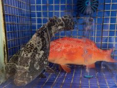 -香山湖渔家大院