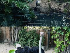 -广州长隆飞鸟乐园