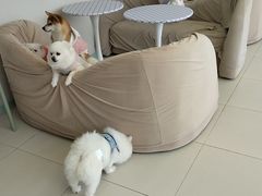 -怪兽屋·羊驼·猫咖·狗咖(俊华广场店)