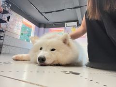 -毛绒耶耶撸宠馆·猫咖·狗咖·荷兰猪咖