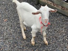 -前小桔亲子创意农场·草莓采摘·露营烧烤