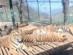 -栾川竹海野生动物园