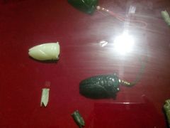 android_upload_pic-上海昆虫博物馆