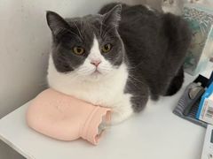 -欣宠猫屋·矮脚拿破仑·蓝金金渐层