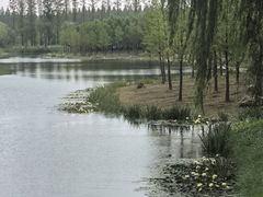 -黄海国家森林公园