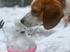 -西岭雪山大飞水景区