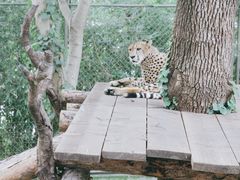 -上海野生动物园