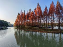 -昆山城市生态森林公园