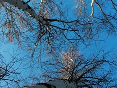 -乌兰布统景区-白桦林