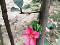 -三圣花乡旅游区