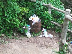 -木兰云雾山