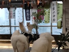 -共舞时光猫咖·狗咖(新街口店)