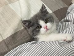 -欣宠猫屋·矮脚拿破仑·蓝金金渐层