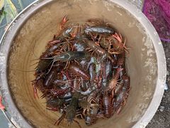 -同銮特种养殖场·龙虾垂钓