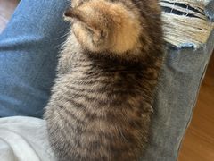 -楼上猫咖(罗湖店)