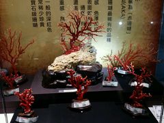 -东海珊瑚博物馆