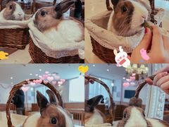 -猫猫幼稚园·撸猫·桌游·电玩