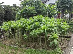 -石塘人家