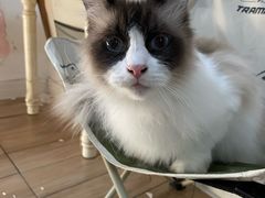 -李小姐の猫咖啡馆(五角场店)