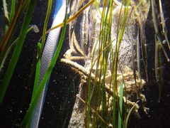 -悉尼海洋生物水族馆