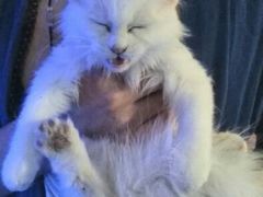 android_upload_pic-Sirena海妖日咖夜酒