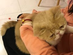-三花喵·撸猫购宠·宠物生活馆(虹桥南丰城店)
