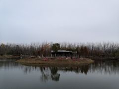 -合肥滨湖国家森林公园