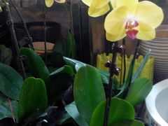 -双季花艺园艺市场(浦东店)