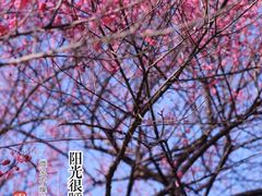 -杭州植物园