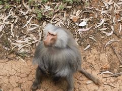 -云南野生动物园