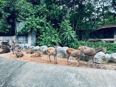 -清迈夜间动物园