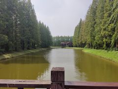 -黄海国家森林公园