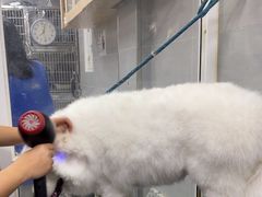 -宠福鑫康馨动物医院·骨科·眼科
