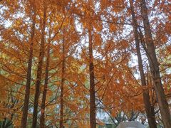 -唐城墙遗址公园