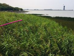 -吴淞炮台湾湿地森林公园烧烤区