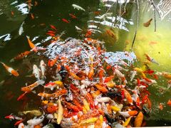 -南宫五洲植物乐园