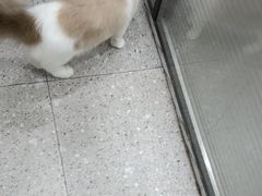 -四月宠物医院·猫专科·心脏专科·内科(转塘店)