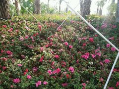 -瑶湖郊野森林公园