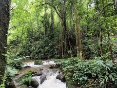 -莫里热带雨林景区